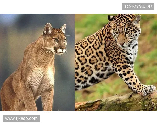 2018年阿特拉斯与美洲狮精彩对决回顾与分析